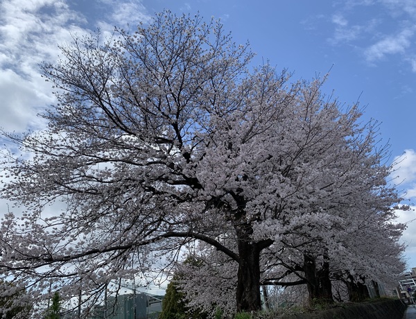桜満開！！