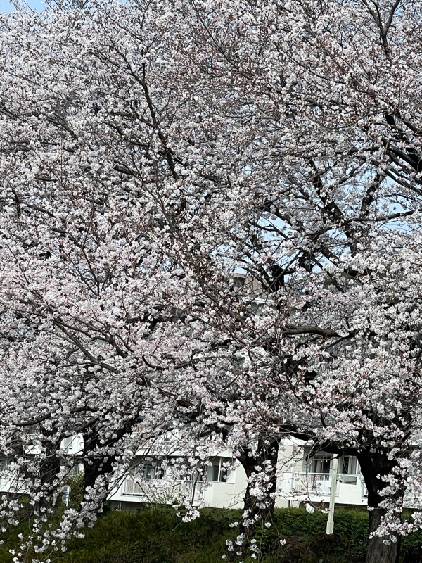 桜満開！3月も50組オーバー！